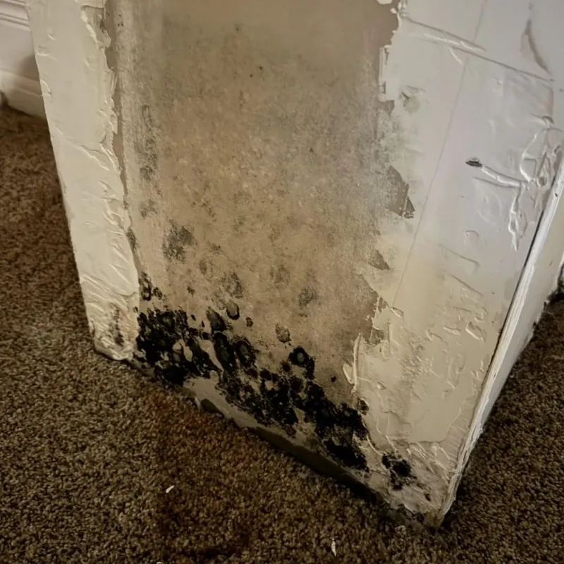 Professional Mold Removal in Eufaula, OK